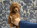 Kıvırcık Poodle Bebeğim Wc Eğitimli Ve Aşılıdır