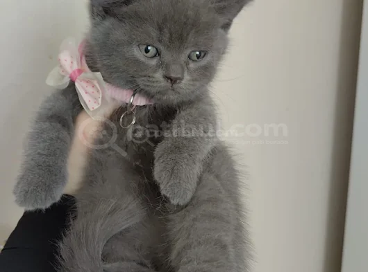 Sevi̇mli̇ Mi̇nnoş Tesli̇me Hazir görsel