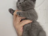 Sevi̇mli̇ Mi̇nnoş Tesli̇me Hazir