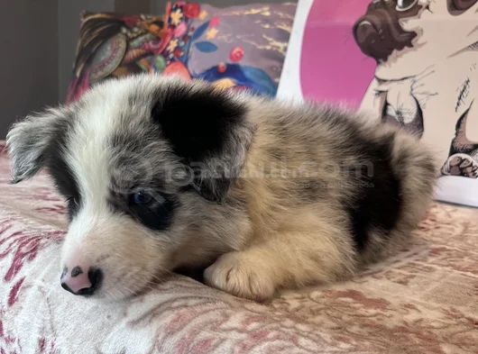 Bordercollie Yavrularımız görsel
