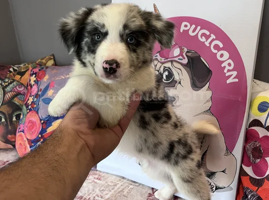 Bordercollie Yavrularımız görsel