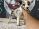 Bordercollie Yavrularımız