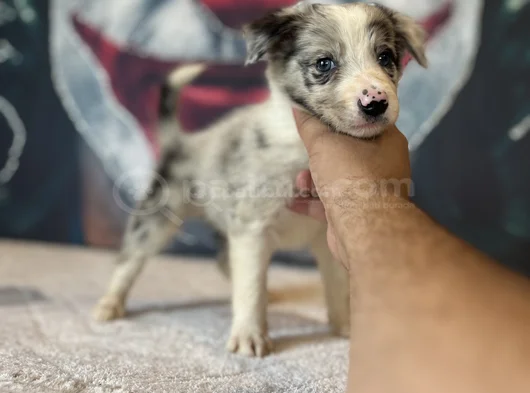 Bordercollie Yavrularımız görsel