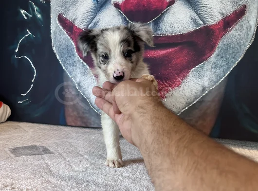 Bordercollie Yavrularımız görsel