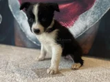Bordercollie Yavrularımız