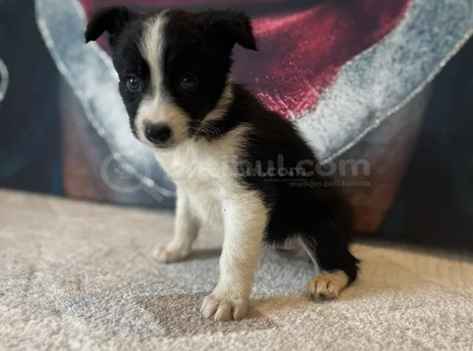 Bordercollie Yavrularımız görsel