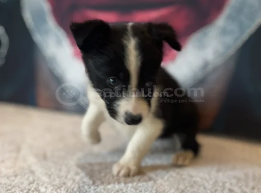 Bordercollie Yavrularımız görsel
