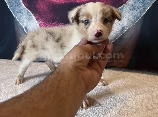 Bordercollie Yavrularımız görsel