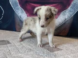 Bordercollie Yavrularımız