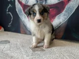 Bordercollie Yavrularımız