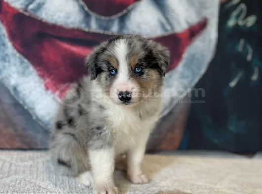 Bordercollie Yavrularımız