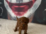 Toypoddle Yavrularımız