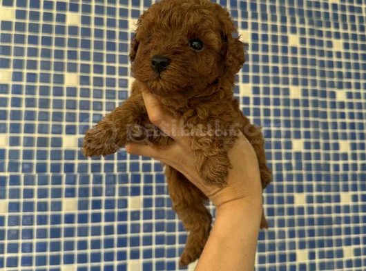 Irk Ve Sağlık Garantili Kore Poodle Yavrularımız görsel