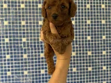 Irk Ve Sağlık Garantili Kore Poodle Yavrularımız
