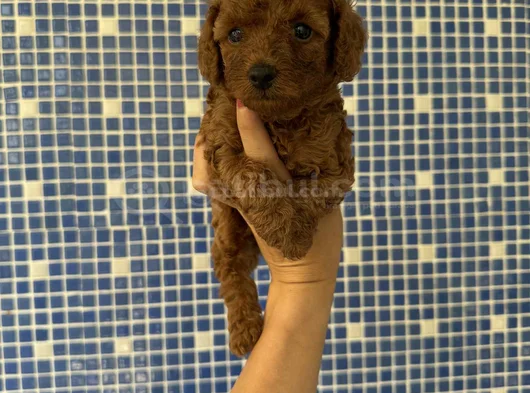 Irk Ve Sağlık Garantili Kore Poodle Yavrularımız görsel