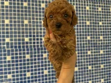 Irk Ve Sağlık Garantili Kore Poodle Yavrularımız