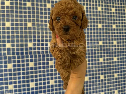 Irk Ve Sağlık Garantili Kore Poodle Yavrularımız görsel