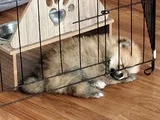 Dişi Güzeller Güzeli Pomeranian Bebek