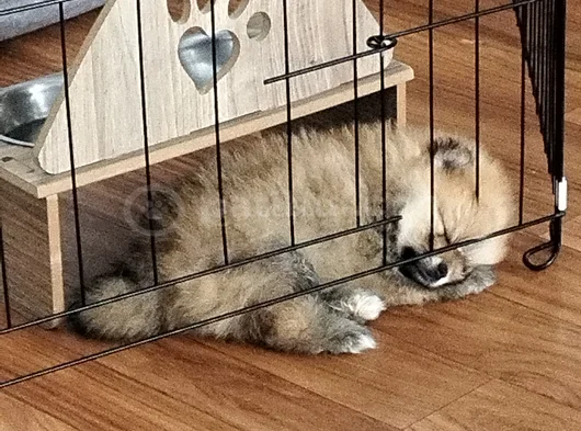 Dişi Güzeller Güzeli Pomeranian Bebek görsel