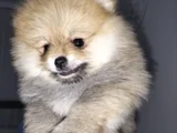 Dişi Güzeller Güzeli Pomeranian Bebek
