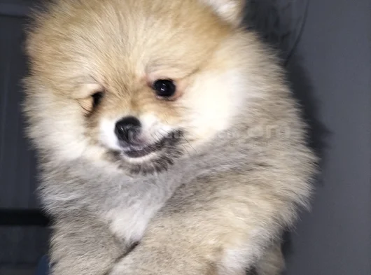 Dişi Güzeller Güzeli Pomeranian Bebek görsel