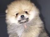 Dişi Güzeller Güzeli Pomeranian Bebek