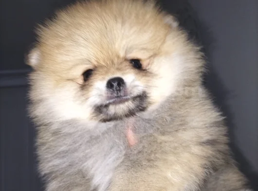 Dişi Güzeller Güzeli Pomeranian Bebek görsel