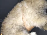 Dişi Güzeller Güzeli Pomeranian Bebek