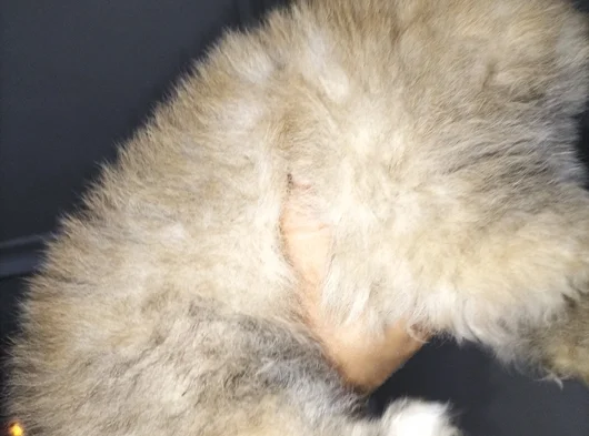 Dişi Güzeller Güzeli Pomeranian Bebek görsel