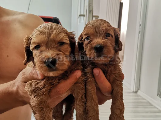 Orjinal Maltipoo Yavrularımız görsel