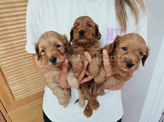 Orjinal Maltipoo Yavrularımız görsel