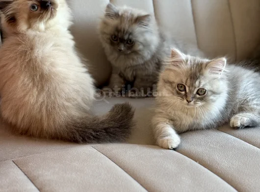 Himalayan Yavru Kedi  Mavi Gözlü görsel