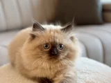 Himalayan Yavru Kedi  Mavi Gözlü