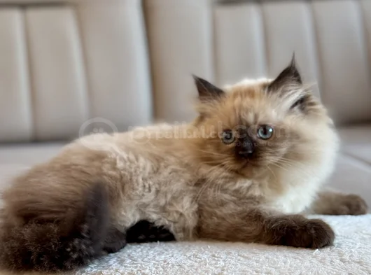 Himalayan Yavru Kedi  Mavi Gözlü görsel