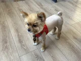 Pomeranian Boo
