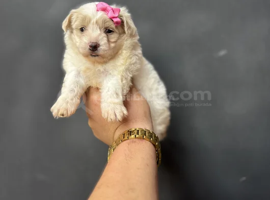 Di̇zayn Irk Orji̇nal Malti̇poo Bebekler görsel