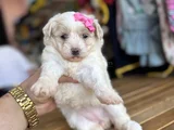 DİZAYN IRK ORJİNAL MALTİPOO BEBEKLER