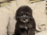 Silver Çiftliğimizden Üst Kalite Toy Poodle Yavrular
