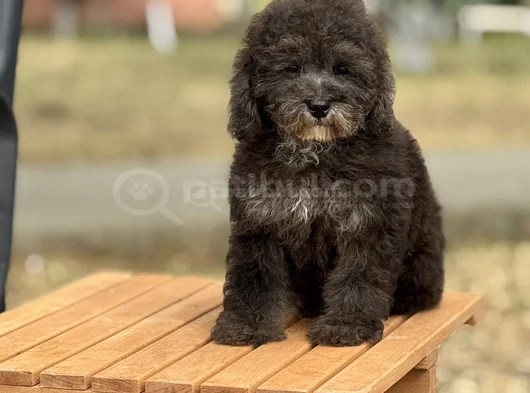 Silver Çiftliğimizden Üst Kalite Toy Poodle Yavrular görsel