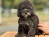 SILVER Çiftliğimizden Üst Kalite Toy Poodle YAVRULAR