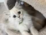 British Longhair 2 Buçuk Aylık