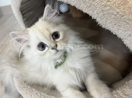 British Longhair 2 Buçuk Aylık görsel