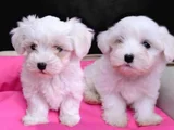Pamuk Gibi Maltese Bebişler