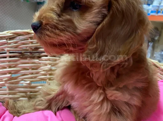 Cockapoo Yavrularim görsel