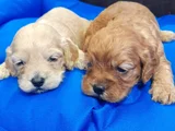 Cockapoo Yavrularim
