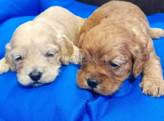 Cockapoo Yavrularim görsel