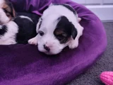 Mini Mini Morkie Yavruları