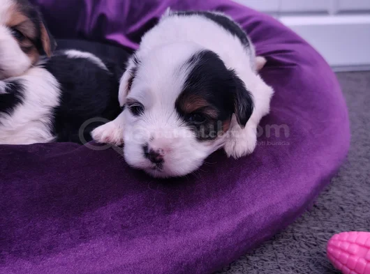 Mini Mini Morkie Yavruları görsel
