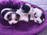 Mini Mini Morkie Yavruları