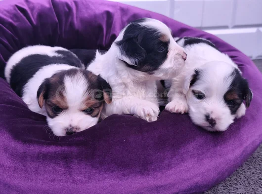 Mini Mini Morkie Yavruları görsel